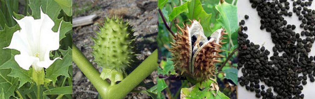Etxean barizeak tratatzeko Datura haziak