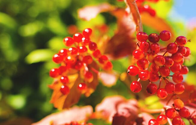 Viburnum baia barizeak sendatzen laguntzen dute